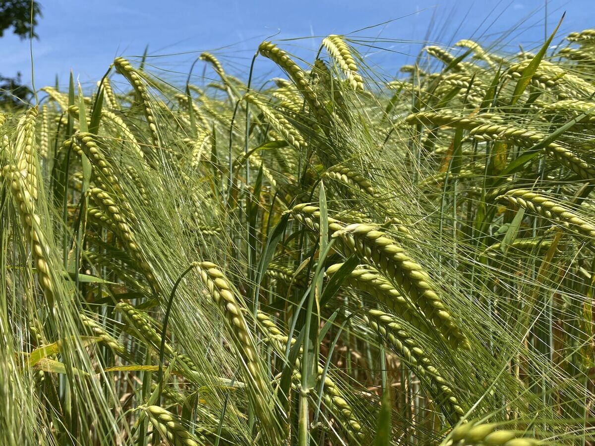 BW Agrar Online - Landwirtschaftliche Informationen Für Baden ...