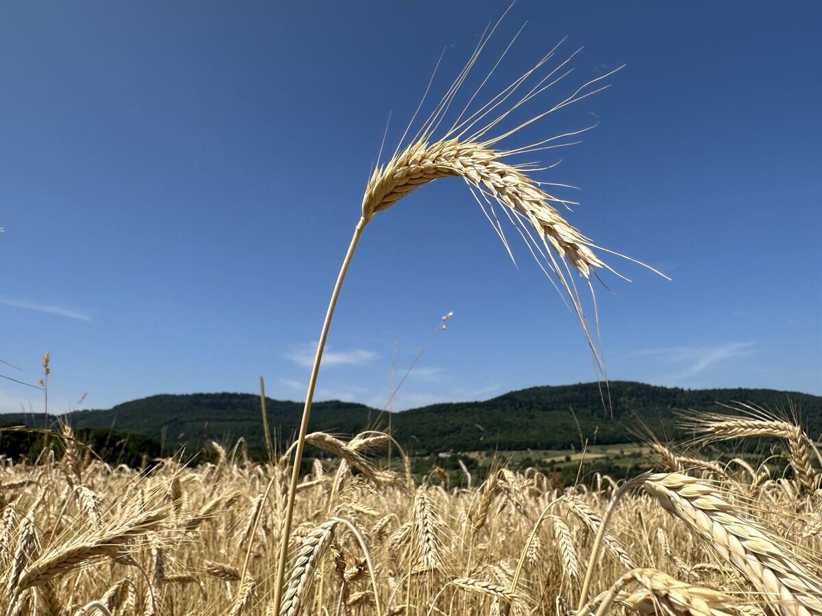 BW Agrar Online - Landwirtschaftliche Informationen Für Baden ...