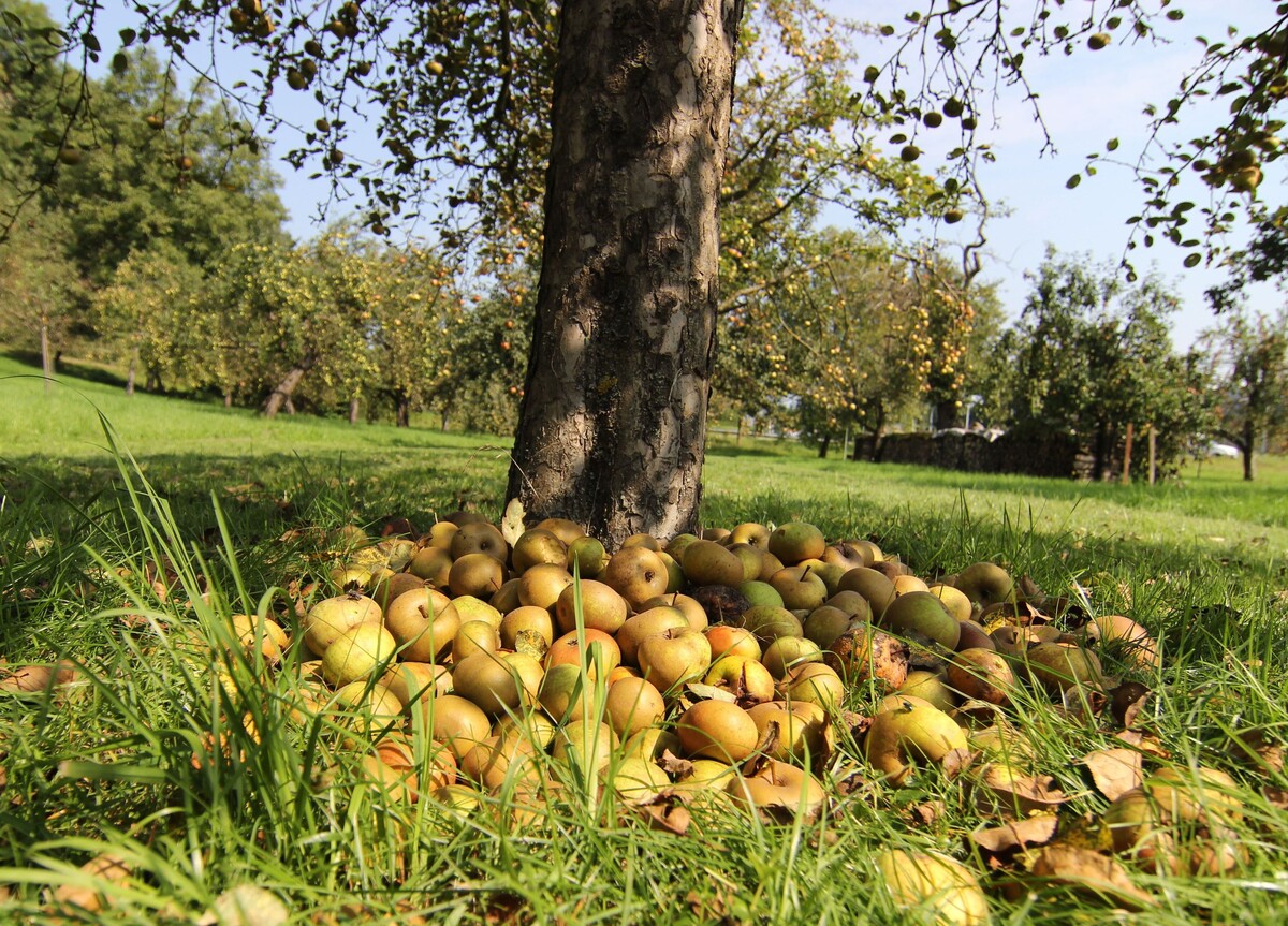 Introduction of Baden-Württemberg Quality Mark (QZ BW) for Orchards in Summer 2024